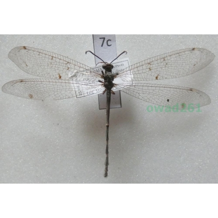 Myrmeleon formicarius (Linnaeus, 1767) Ukraine7c